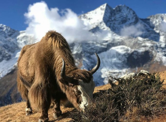 Rulling the Himalayas