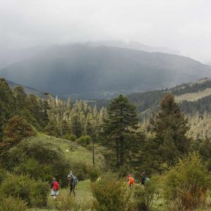 himalayangorilla_Kitiphu_Ridge_trek02